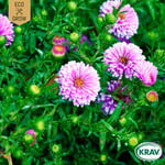 Fröer Eco Grow Sommaraster Double Rainbow Mix