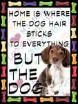 Shawprint Beagle Cute Puppy Dog Fridge Magnet 100mm x 75mm HOME IS WHERE THE DOG HAIR STICKS TO EVERYTHING BUT THE DOG Novelty Gift