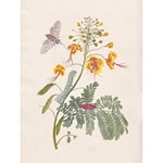 Artery8 Merian Metamorphosis Flower Insects Nature Painting Large Wall Art Poster Print Thick Paper 18X24 Inch