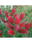 You Garden Hardy Callistemon 3L Potted 'Bottlebrush' Plant