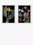 EAST END PRINTS Natural History Museum 'Dark Floral' Framed Print, Set of 2