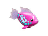 Rainbow Reef Fish - Rainbow Fish