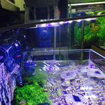 Kläm Aquarium Light Hög Ljusstyrka Justerbar Energisparande Akvarium LED Klämma Ljus för Akvarium Fisk Tankar X5 Svart Skal(Blått och Vitt Ljus