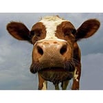 Wee Blue Coo NY Cow Farm Animal Close Up Wall Art Print Mur Décor 30 x 41 cm