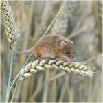 Greeting Sound Card By Really Wild Cards - Harvest Mouse