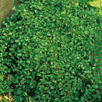 Omnia Garden Prydnadsbuske Småbladigt Krypoxbär Cotoneaster radicans Eichholz, 3-pack GTG20540-3