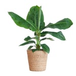 Plante naine BloomPost Musa Cavendish, 70 à 80 cm, panier, plante d'intérieur, plantes de bureau faciles à cultiver, pot inclus
