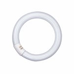 Osram Donut L 32W 840 C G10q en Forme D'Anneau T9 Lumilux Cool White Vieux 32W /