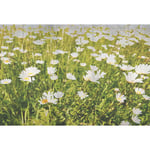 Papier peint panoramique champ de fleurs | Tapisserie panoramique marguerite | Papiers peints panoramiques vert et blanc - 270 x 400 cm (4 pièces)