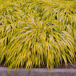 Prydnadsgräs Omnia Garden Hakonegräs Hakonechloa Macra Stor Kruka