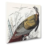 Wild Turkey by John James Audubon Vintage Canvas Wall Art Print Ready to Hang, Framed Picture for Living Room Bedroom Home Office Décor, 20x20 Inch (50x50 cm)