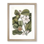 Balsam Tree Flowers By Mark Catesby Vintage Framed Wall Art Print, Ready to Hang Picture for Living Room Bedroom Home Office Décor, Oak A2 (64 x 46 cm)