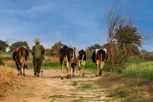 Farm Poster 50x70 cm