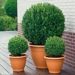 Omnia Garden Buske Buxbom Formklippt Klot Buxus sempervirens (klotform), 5-pack GTG20281-5