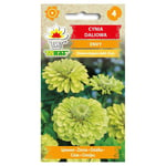 Frø til dahlia-zinnia Envy - unikke limefarvede blomster