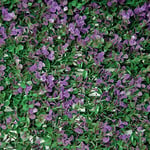 Tenax Divy 3D Panel Buxus Lilac 0,50 x 1 m Vert-Lilac, Panneau Modulaire en Feuilles de Buis Artificielles pour Décoration Murale et Jardin Vertical