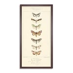 Biodiversity Nocturnes Little Moths Long Framed Art Print Wall Poster 25x12 inch