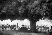 The Mango Tree Poster, Storlek 21x30 cm 21x30 cm