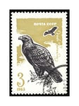 Wee Blue Coo Postage USSR Soviet Stamp 1965 Raptor New Picture Wall Art Print