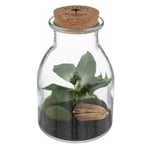 Atmosphera Créateur D'intérieur - Terrarium en Verre 'Bota' 19cm Transparent