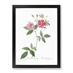 The Hudson Roses In Pink By Pierre Joseph Redoute Vintage Framed Wall Art Print, Ready to Hang Picture for Living Room Bedroom Home Office Décor, Black A4 (34 x 25 cm)