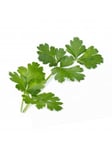 Veritable Lingot Organic Italian Flat Parsley