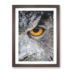 Eye Of An Owl Painting Modern Framed Wall Art Print, Ready to Hang Picture for Living Room Bedroom Home Office Décor, Walnut A2 (64 x 46 cm)