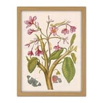 Artery8 Merian Metamorphosis Pink Flowers Insects Painting Artwork Framed Wall Art Print 18X24 Inch