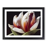 Feisty Flower H1022 BLK Framed Print for Living Room Bedroom Home Office Décor, Wall Art Picture Ready to Hang, Black A2 Frame (64 x 46 cm)