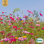 Fröer Eco Grow Sommarblom Honey Bee Mixture