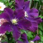 2 x Clématite 'Warszawska Nike' - Clematis 'Warszawska Nike'  - 50-60 cm pot