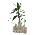Tlily - Petit Vase En Verre Transparent Frais Contenant De Plantes Vertes Hydroponiques Ornements De DÉCoration De Table De Bureau De Chambre