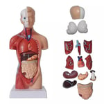 Unisex Mänsklig Torso Kropp Anatomi Anatomisk Modell Inre Organ Skelett System (FMY)