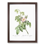 Big Box Art Apple Rose in Pink by Pierre-Joseph Redoute Framed Wall Art Picture Print Ready to Hang, Walnut A2 (62 x 45 cm)