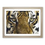 Eye Of The Tiger Painting Modern Art Framed Wall Art Print, Ready to Hang Picture for Living Room Bedroom Home Office Décor, Oak A2 (64 x 46 cm)