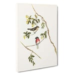 Big Box Art Rose-Breasted Wood-Robins by Elizabeth Gould Canvas Wall Art Framed Picture Print, 30 x 20 Inch (76 x 50 cm), White, Gold, Green