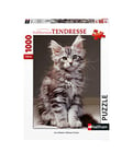 Nathan - Puzzle 1000 pièces - Le chaton Maine Coon - Adultes et enfants dès 14 ans - Puzzle de qualité supérieure - Encastrement parfait - Collection Tendresse - 87643