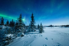 Snowshoe Hare Tracks And The Aurora Borealis