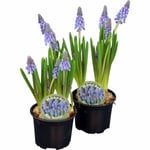 Pärlhyacint lat. Muscari latifolium Blå