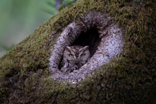 Western Screech Owl Poster 30x40 cm