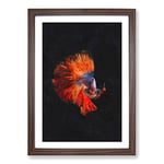 Big Box Art The Siamese Fighting Fish Painting Framed Wall Art Picture Print Ready to Hang, Walnut A2 (62 x 45 cm)