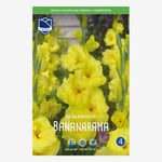 Gladiol, Bananarama