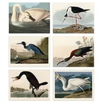 Artery8 Vintage Audubon Birds Collection Set of 6 Unframed Wall Art Prints Bathroom Bedroom Aesthetic Avocet Heron Ibis Cormorant A4