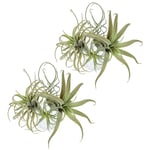 8Pack Artificielle Ananas Herbe Plantes D'Air Faux Fleurs Flocage Tillandsia Brom¿¿Liac¿¿Es Maison Jardin D¿¿cor