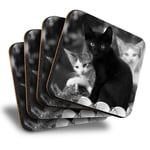 Set of 4 Square Coasters - BW - Cute Kittens Black Tabby Ginger Cat  #43908