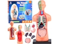 Jokomisiada Utbildningssats Anatomisk Modell Människans Kropp + Organ 11St Za5200