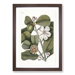 Big Box Art Balsam Tree Flowers by Mark Catesby Framed Wall Art Picture Print Ready to Hang, Walnut A2 (62 x 45 cm)