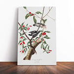 Big Box Art Canvas Print Wall Art John James Audubon Downy Woodpecker | Mounted & Stretched Box Frame Picture | Home Decor for Kitchen, Living Room, Bedroom, Hallway, Multi-Colour, 20x14 Inch