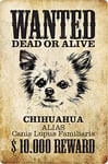 Schatzmix Plaque Murale en métal avec Inscription Wanted Dead Alive Chihuahua 20 x 30 cm