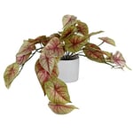 Leaf Design UK Plante Artificielle réaliste Caladium Rose en Pot 30 cm